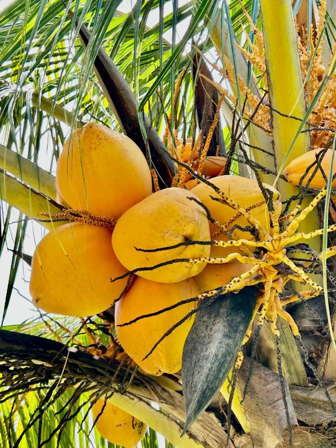The Seaboards Apartments Seychelles アンス・ロワイヤル エクステリア 写真